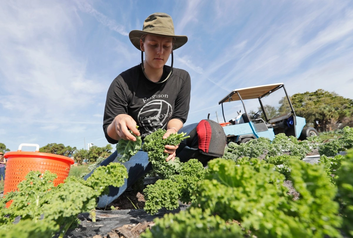 Agricultural workers demand to stop the SAWA law they accuse that it will reduce wages