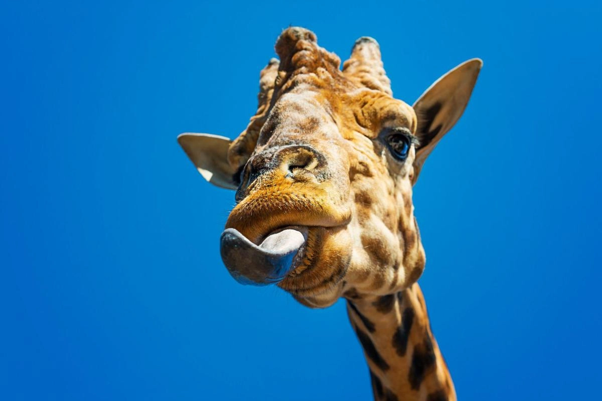 How language made it possible for animals to leave the sea and live on land