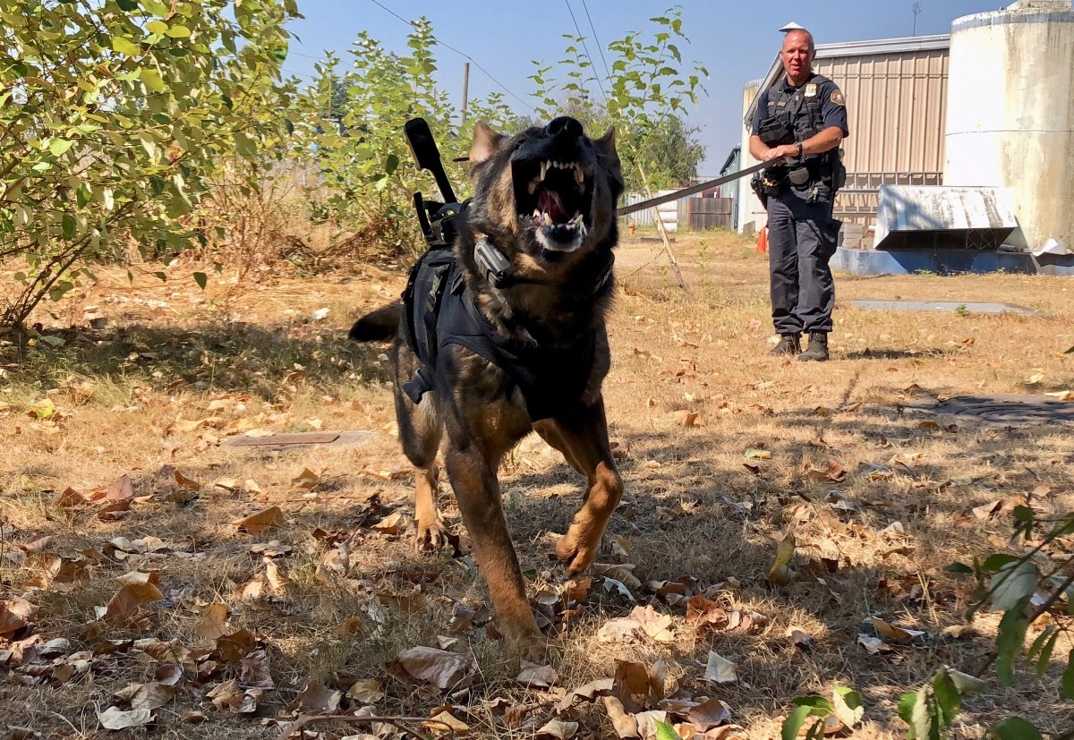 Police dog hit and killed in Northern California