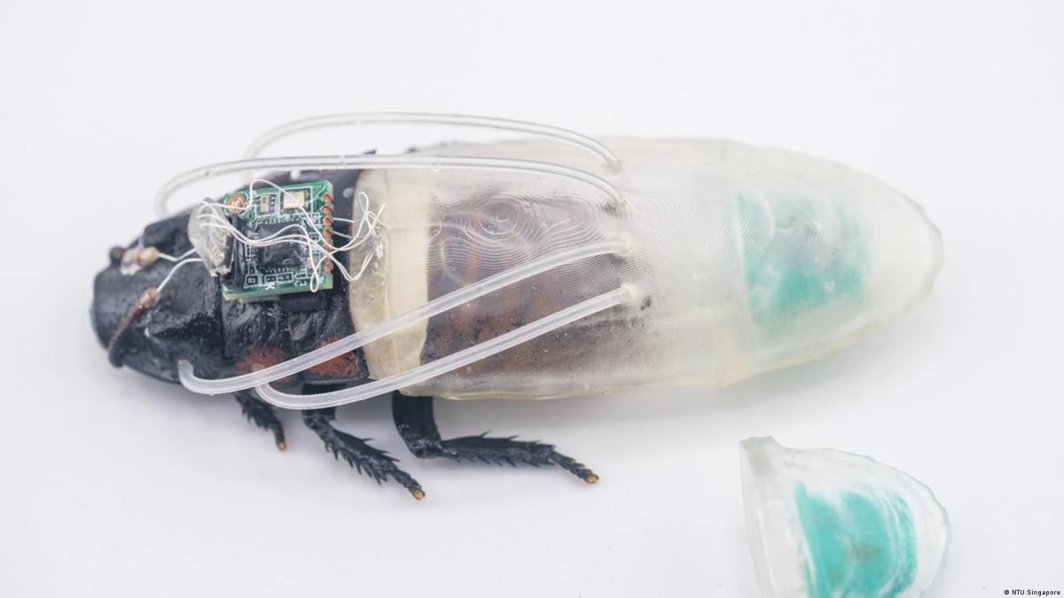 Scientists create a special suit so that cockroaches can breathe underwater
