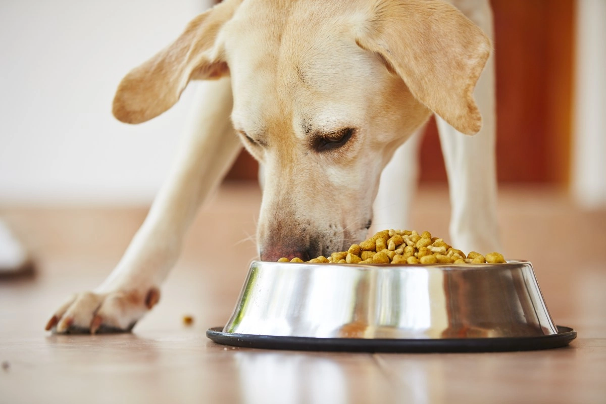Pet food recalled due to possible metal contamination