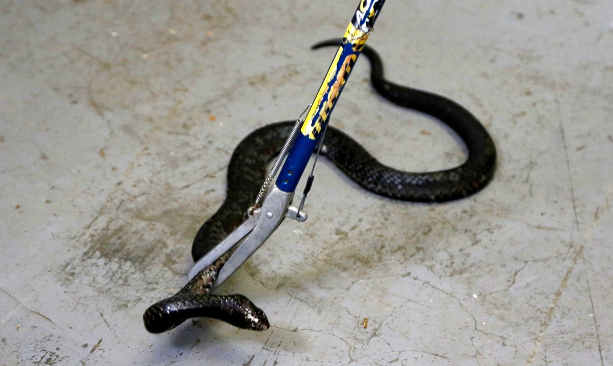 More than 900 snakes escape during China floods