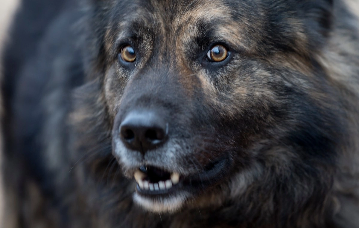 Barking Dog Helps Los Angeles Sheriff Arrest Texas Fugitive