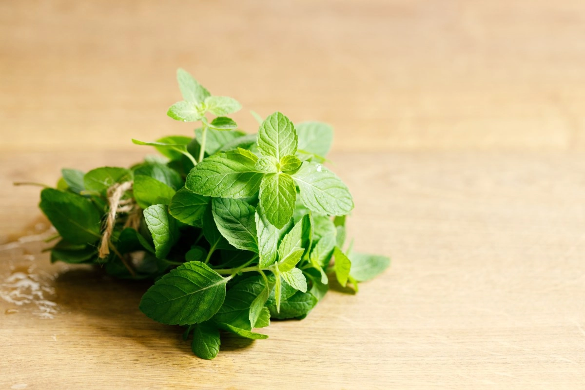 The meaning of peppermint for good luck: how to use it in rituals