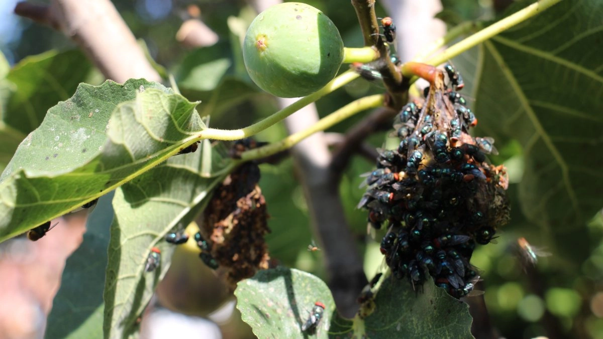 Boyle Heights: the terrible smell and the flies do not end