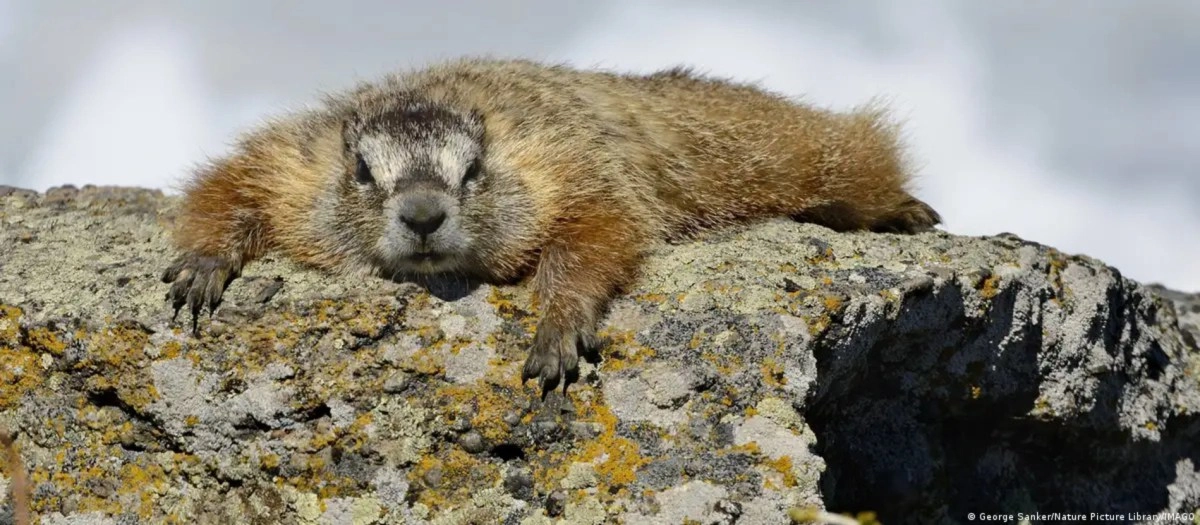 Scientists created OnlyMarms, the version of OnlyFans about groundhogs