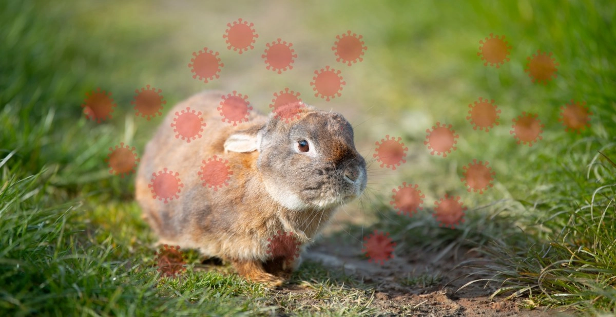 There are cases of &ldquo;rabbit fever&rdquo;: what it is and how to prevent it