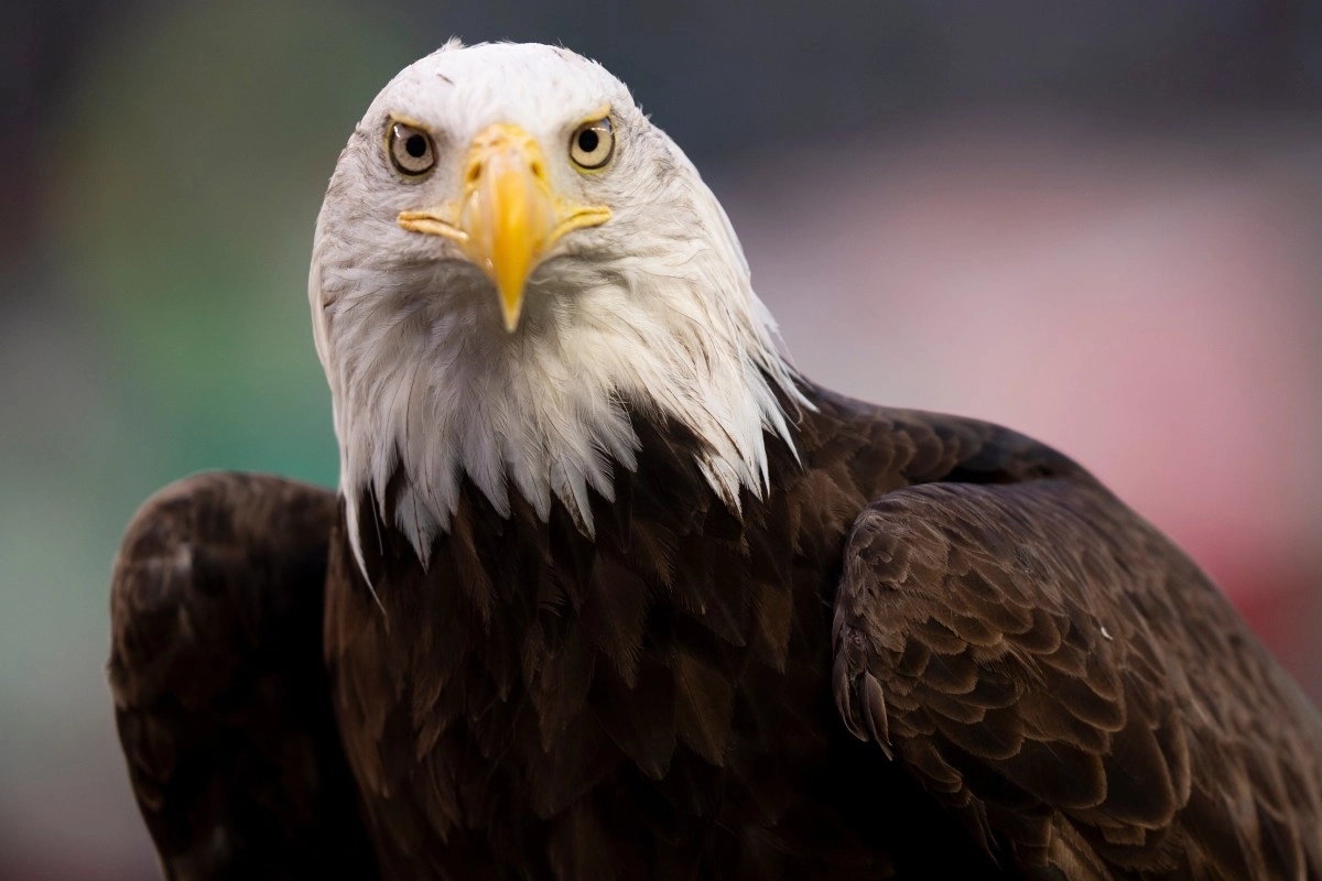 Washington man charged with killing bald eagle; faces federal charges and up to a year in prison