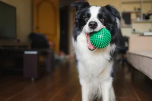 A dog goes viral on TikTok for throwing balls at pedestrians from a window (Video)