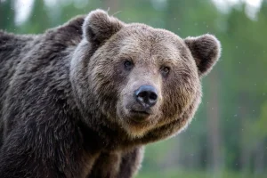 Woman suffered serious injuries after being attacked by a bear in Alaska