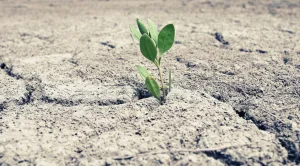 Chinese scientists create genetically modified plants to glow like those in Avatar