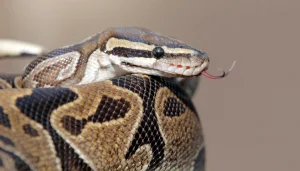 Northern California woman dies from snakebite