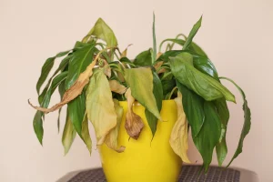 Objects in home that block your luck in the lottery according to Feng Shui