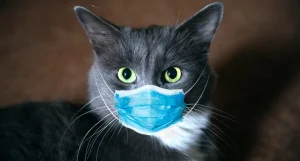 Can pets transmit hantavirus to humans?