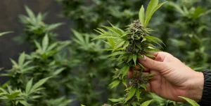 Cannabis use increases among older adults, we tell you why