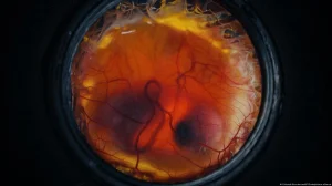 Chicks hatch in a 3D-printed artificial egg: Colossal's plan to revive the giant moa
