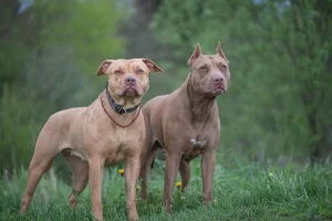 Woman died after being attacked by two pit bulls in Florida