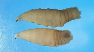 It's back, and stronger: cases of screwworm disease are spreading in the US.