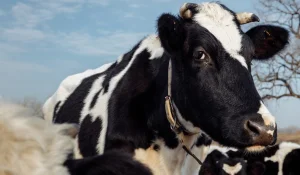 Alpha-gal syndrome, a life-threatening meat or dairy allergy