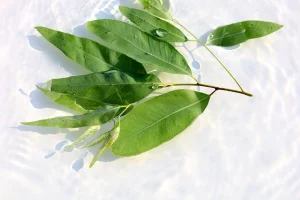 Using eucalyptus as a spiritual amulet: know what it scares away