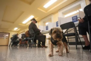 USDA makes travel for dogs to Mexico more flexible despite the advance of the screwworm