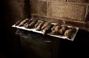 Rats in NY have genetically mutated and are more resistant to extermination methods, study reveals