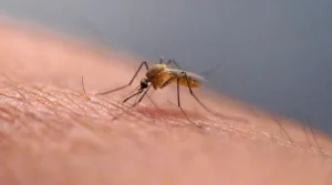 It provides relief, but scratching after an insect bite is not a good idea