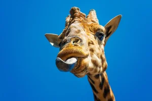 How language made it possible for animals to leave the sea and live on land