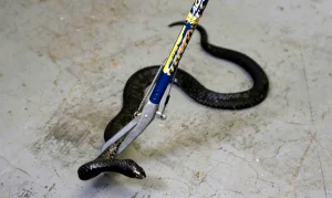 More than 900 snakes escape during China floods