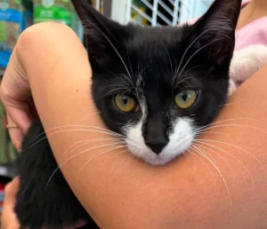 He stole a kitten from a store and then tried to rob a bank in Maryland